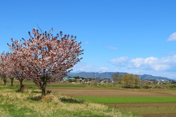 さくら　田舎　のどか　渡良瀬　風景　杤木