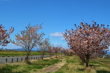 さくら　道　田舎　渡良瀬　風景　杤木