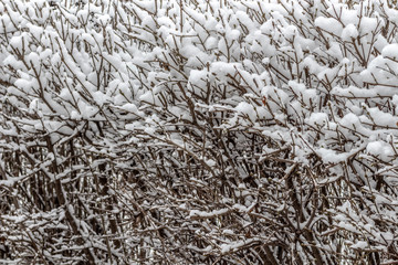 Fresh fluffy snow on bushes branches on a quiet winter day.