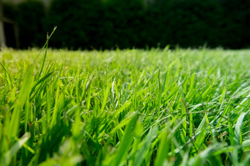 Green grass ground With a dark green back ground.