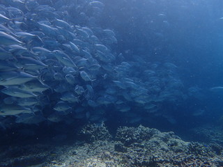 ボルネオの海底で大混雑のギンガメアジの大群