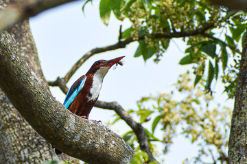 Kingfisher in the tree with his breakfast 