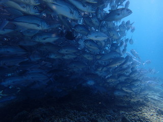 ボルネオの海底で大混雑のギンガメアジの大群