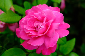 A Rose is a woody perennial flowering plant of the genus Rosa, in the family Rosaceae, or the flower it bears.There are over three hundred species and thousands of cultivars.They form a group of plant
