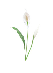White peace lily flower blooming or spathiphyllum cannaefolium bud and green leaf isolated on white background