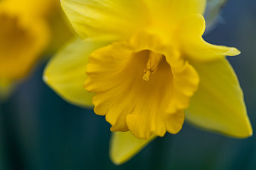yellow daffodil flower