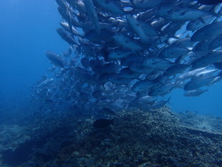 Fototapeta na wymiar ボルネオの海底で大混雑のギンガメアジの大群