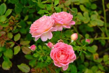 A Rose is a woody perennial flowering plant of the genus Rosa, in the family Rosaceae, or the flower it bears.There are over three hundred species and thousands of cultivars.They form a group of plant