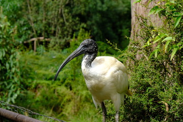 The brolga, formerly known as the native companion, is a bird in the crane family. It has also been given the name Australian crane, a term coined in 1865 by well-known ornithological