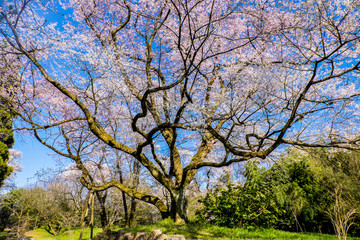 Obraz premium 日本の春満開の一本の大きな桜の木