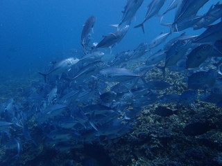 Fototapeta na wymiar ボルネオの海底で大混雑のギンガメアジの大群
