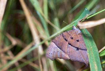 A macro image of an Australian woodland butterfly, clinging to a blade of grass in the early autumn morning; selective-focus creating a pleasing green grass and vegetation background.