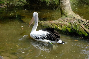 Australian Pelican