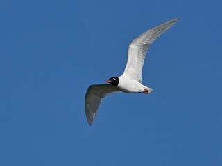 Mediterranean gull (Ichthyaetus melanocephalus)