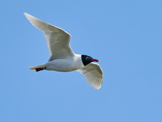 Mediterranean gull (Ichthyaetus melanocephalus)