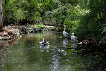 Australian Pelican