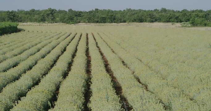 Growing a medicinal herbs, Immortelle field near Oklaj in Damatian Zagora, Croatia