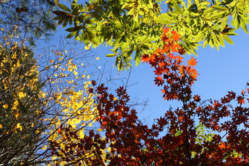 青空と紅葉
