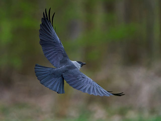 Western jackdaw (Coloeus monedula)