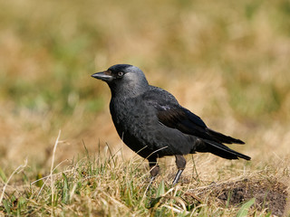 Western jackdaw (Coloeus monedula)