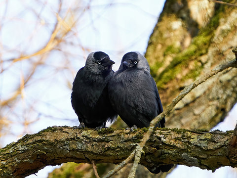 Western jackdaw (Coloeus monedula)