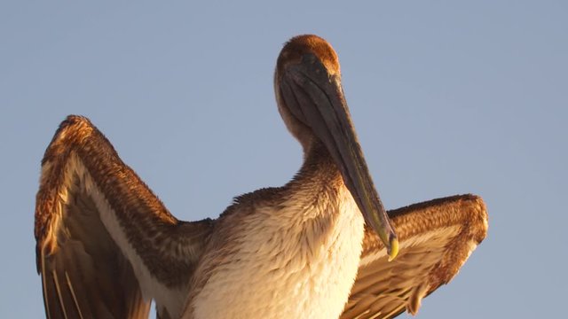 pelican drying his feathers in the wind