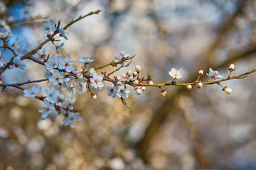 A branch of plum blossoms, white flowers in spring, the plum tree in bloom