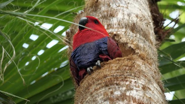 Low angle view of a colorful, red and blue parrot sitting in a hole in trunk of a tree