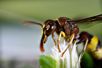 Macro photos of  spiders ,hammerhead,wasp,moth,butterflies,grass hopper,mosquito and other arthropods