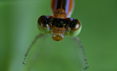 Macro photos of  spiders ,hammerhead,wasp,moth,butterflies,grass hopper,mosquito and other arthropods