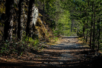 Footpath in the woods. British Columbia, Canada.