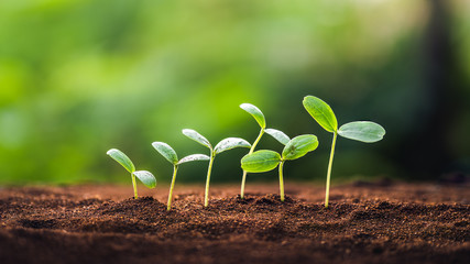 saplings are growing on the soil and a natural green background