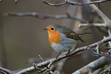 European robin (Erithacus rubecula)