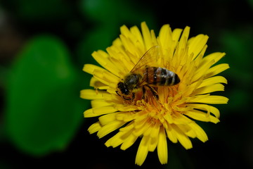 Bee Pollinating Dandelion Flowers