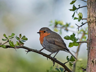 European robin (Erithacus rubecula)