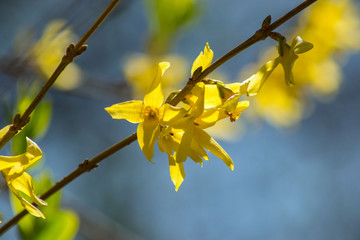 Golden Forsythia blooming flowers, selective focus, spring blossoming tree, early springtime, yellow blossoms