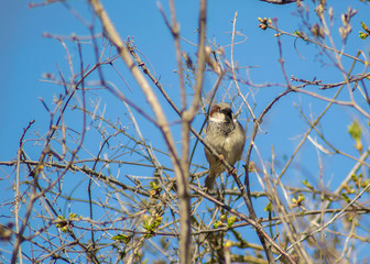 Close-up of beautiful brown sparrow perched on blooming  tree twig. Wildlife, bird in early spring, outdoors, passeridae

