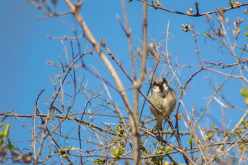 Close-up of beautiful brown sparrow perched on blooming  tree twig. Wildlife, bird in early spring, outdoors, passeridae

