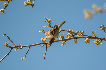 Close-up of beautiful brown sparrow perched on blooming  tree twig. Wildlife, bird in early spring, outdoors, passeridae

