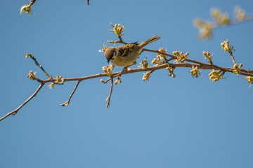 Close-up of beautiful brown sparrow perched on blooming  tree twig. Wildlife, bird in early spring, outdoors, passeridae

