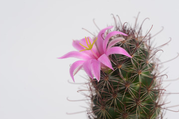 Mammillaria schumannii cactus flower