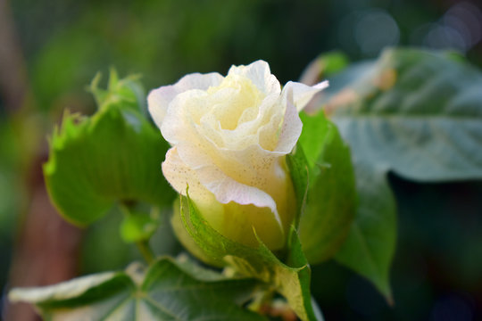 Tree cotton, Gossypium barbadense, in bloom with Light yellow flower with green leaves on blurred background