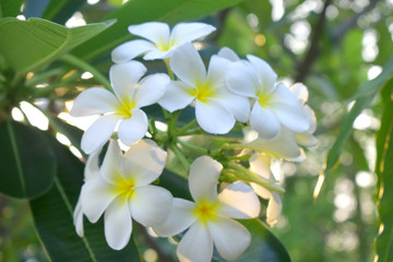 Fototapeta na wymiar Yellow white flower blossoms on tree with green leaves blurred background( frangipani )