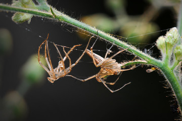 Lynx Spider molting in nature background.