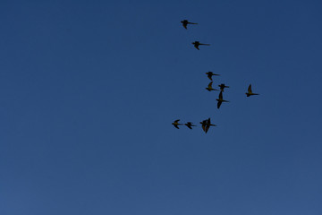 Birds Flying Nature