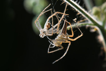 Lynx Spider molting in nature background.