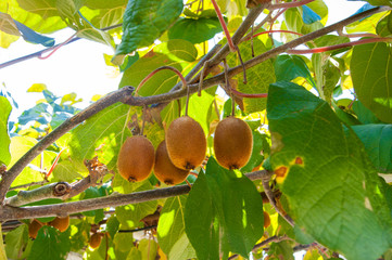 Kiwi fruit matures on a branch, through the leaves of the tree streams sunlight.