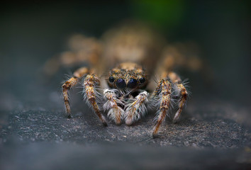 Macro photos of  spiders ,hammerhead,wasp,moth,butterflies,grass hopper,mosquito and other arthropods