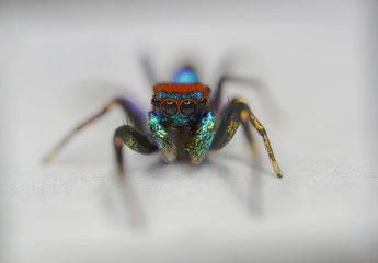 Macro photos of  spiders ,hammerhead,wasp,moth,butterflies,grass hopper,mosquito and other arthropods