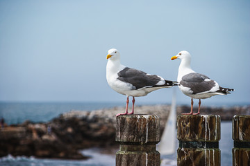 Seagulls resting and perched on a pier structure